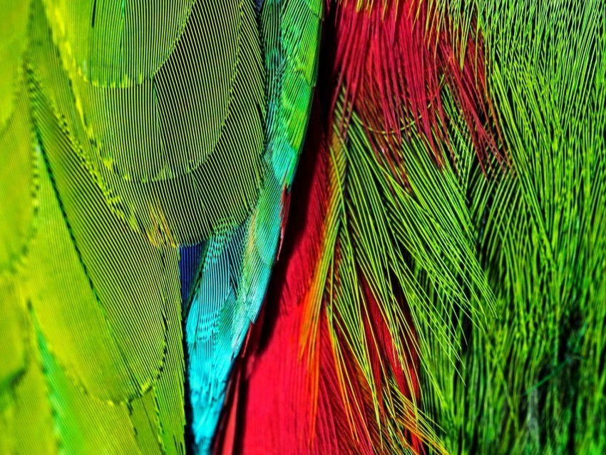 feathers colorful bright iridescent colors Clear Background PNG Isolated Graphic Design