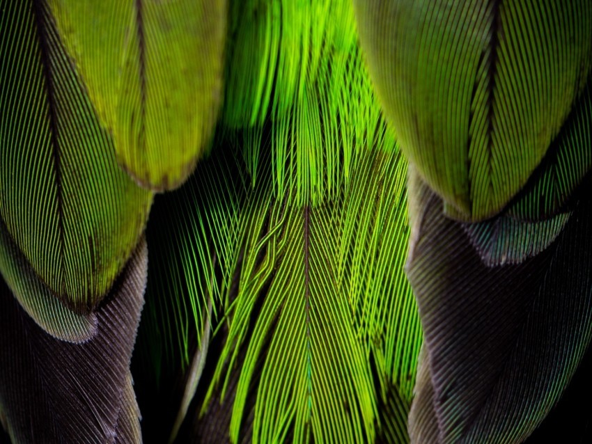 feathers feather color green gray PNG images with alpha channel diverse selection 4k wallpaper