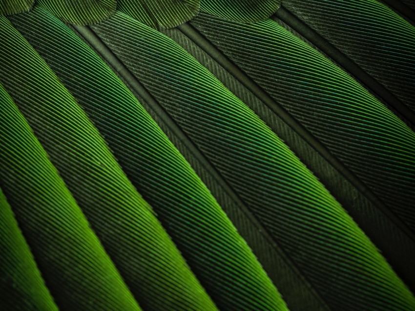 feathers green color bird background HighResolution Isolated PNG with Transparency 4k wallpaper