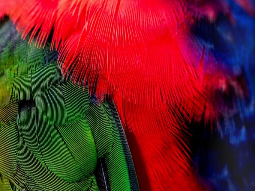 feathers green red bird PNG without watermark free 4k wallpaper