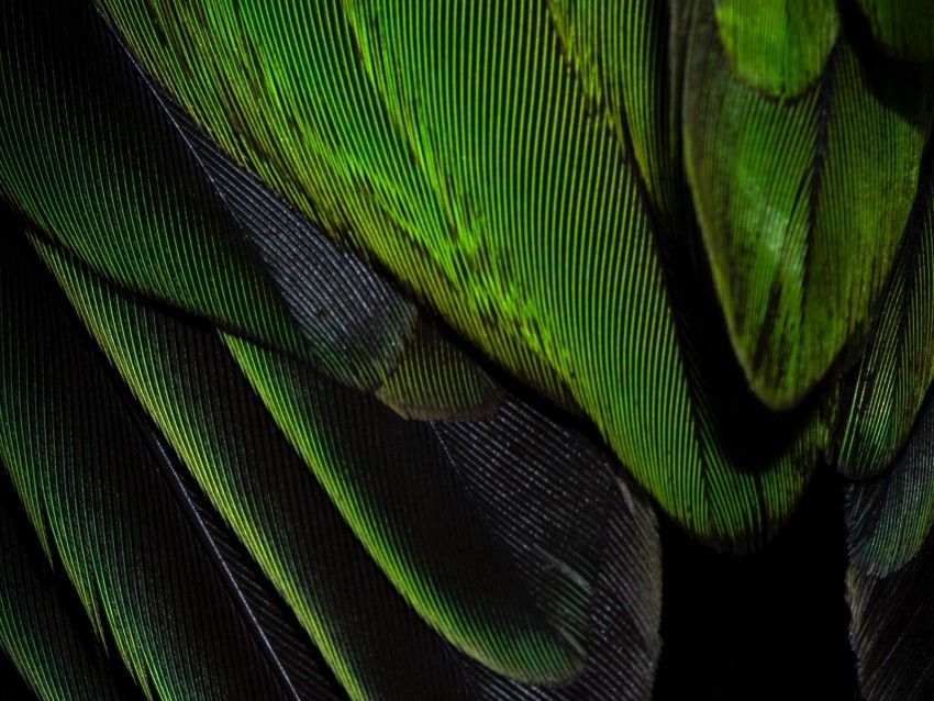 feathers texture color green Isolated Graphic on HighQuality Transparent PNG 4k wallpaper