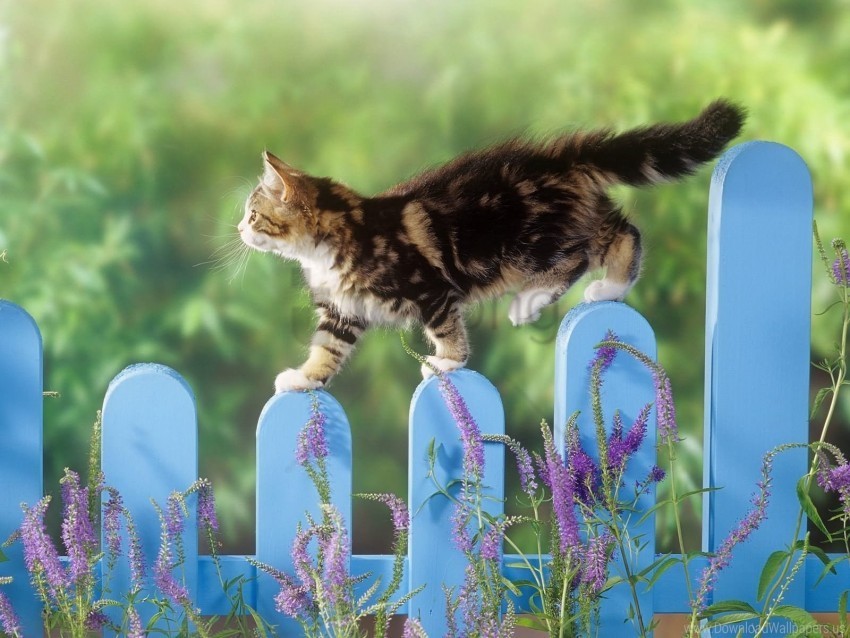 fence fluffy kitten walk wallpaper PNG files with no background free