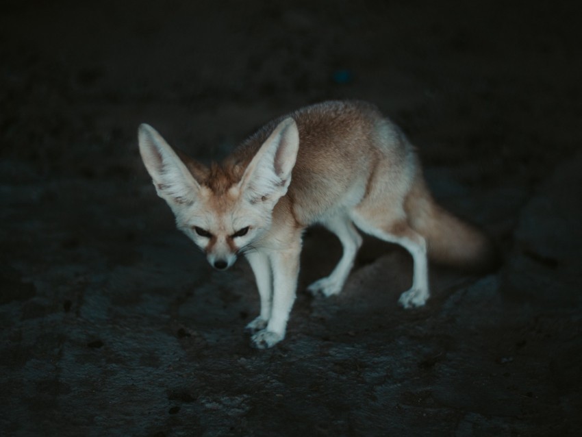 fennec fox fennec fox animal wildlife PNG with no background diverse variety
