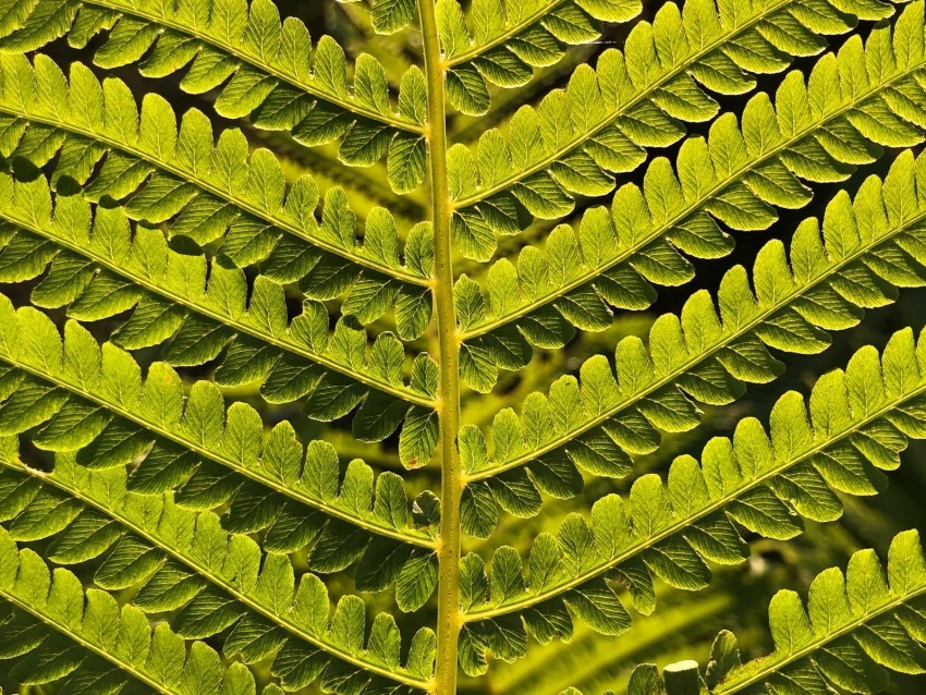fern branch leaves green plant Clear Background Isolation in PNG Format