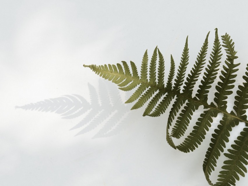 fern branch leaves plant green Transparent PNG image