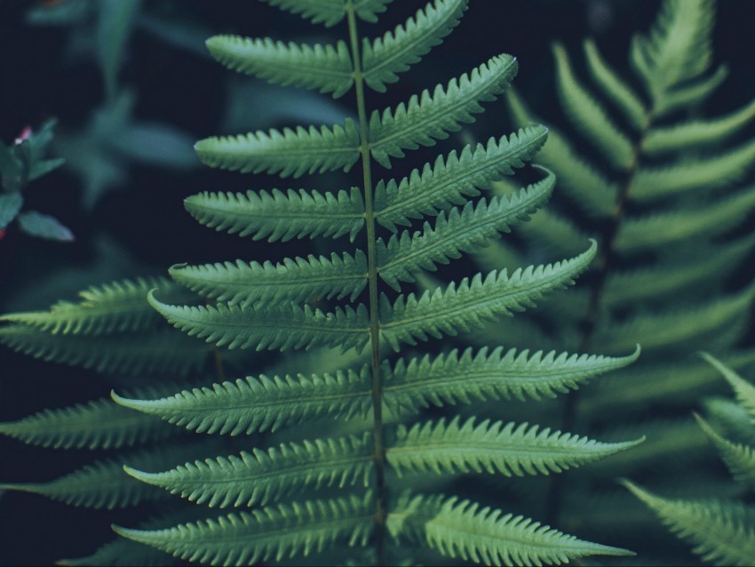fern leaf carved green closeup plant PNG Graphic Isolated with Clarity 4k wallpaper
