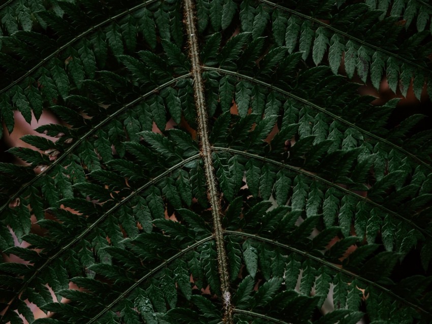 fern leaf green carved dark Transparent Background PNG Isolated Element