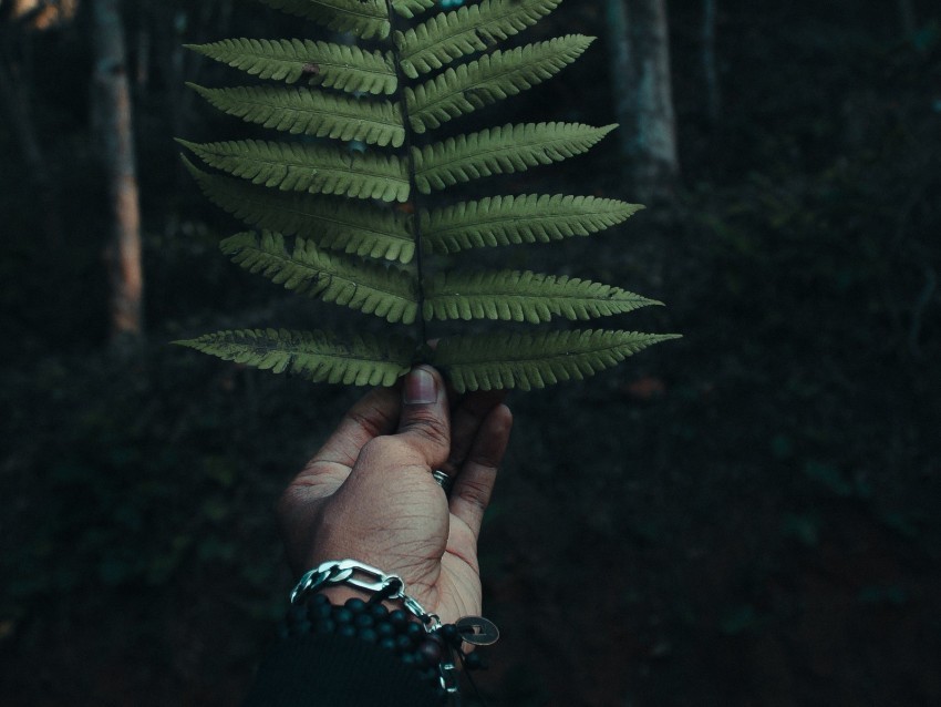 fern leaf hand branch green Clean Background PNG Isolated Art