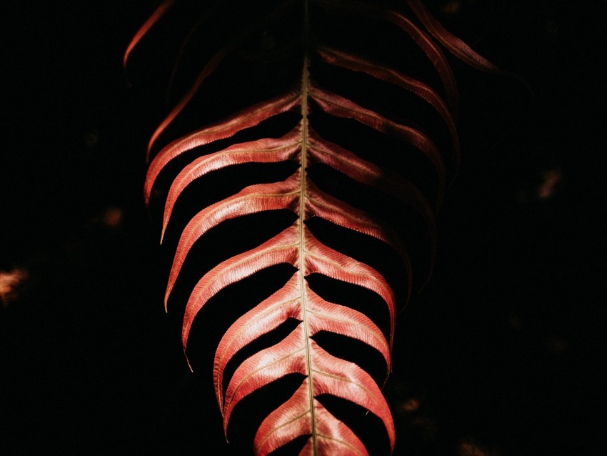 fern leaf red dark shadow Transparent PNG graphics library