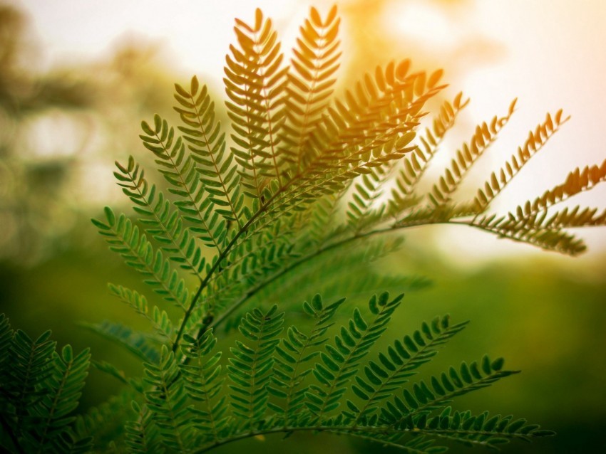 fern leaves branches plant sunlight Transparent PNG images with high resolution