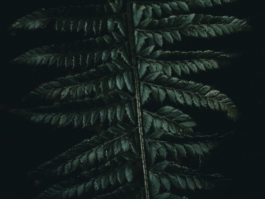 fern leaves carved green dark Free download PNG images with alpha transparency