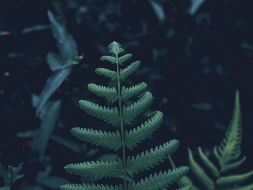 fern leaves carved green plant vegetation Transparent PNG pictures for editing