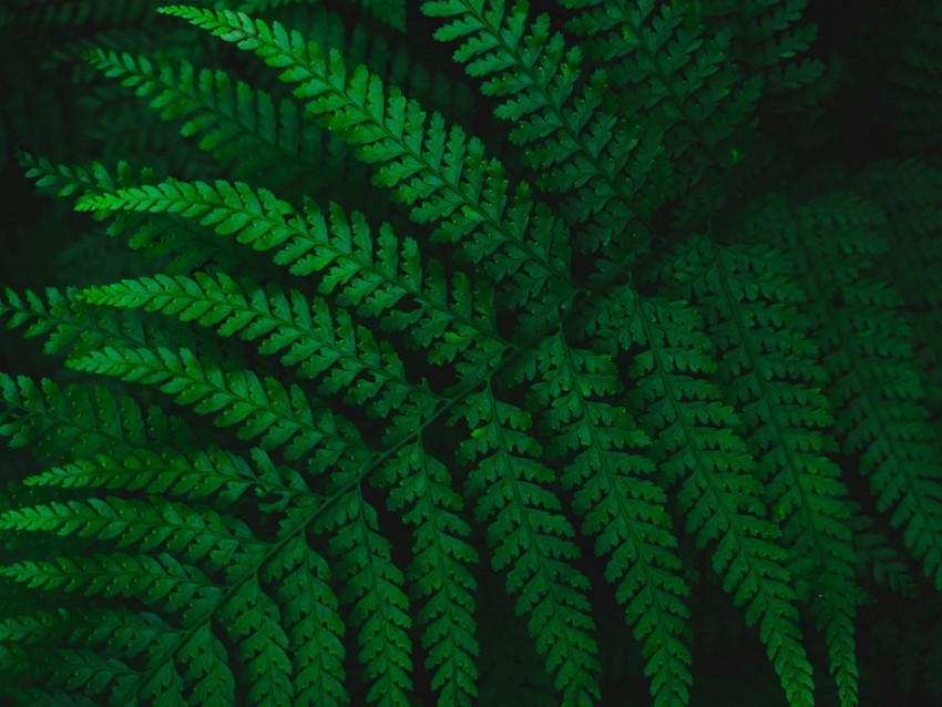 fern leaves carved green vegetation leaf Transparent PNG graphics bulk assortment