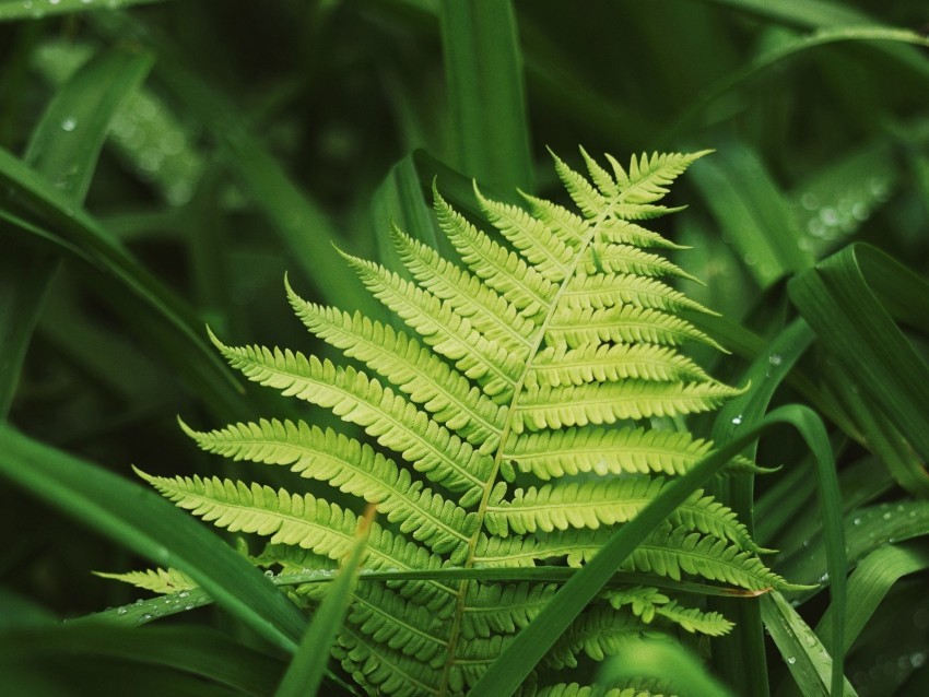 fern leaves grass plants green dew Transparent PNG Isolated Graphic Design