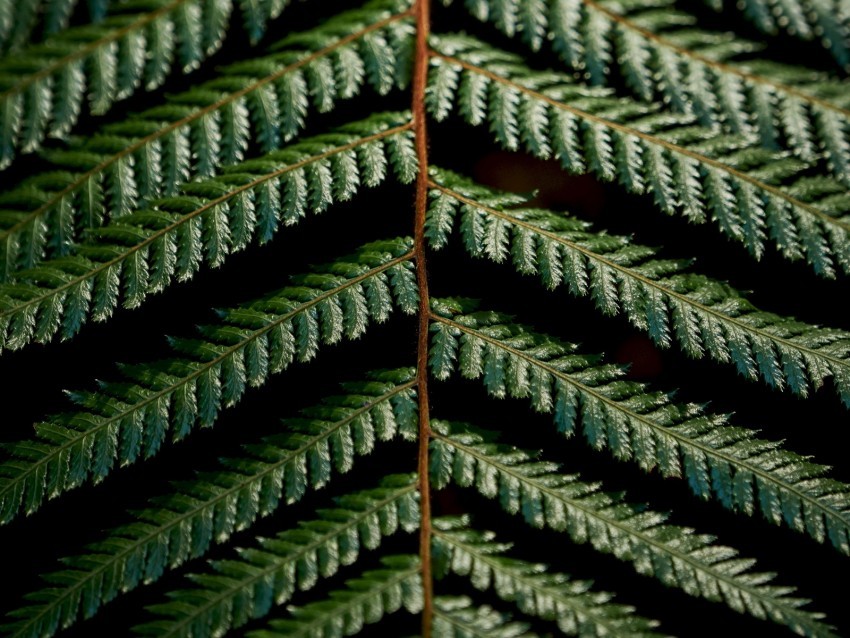fern leaves green carved macro branch plant PNG transparent pictures for editing