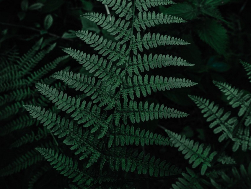 fern leaves green carved plant PNG images with transparent layer