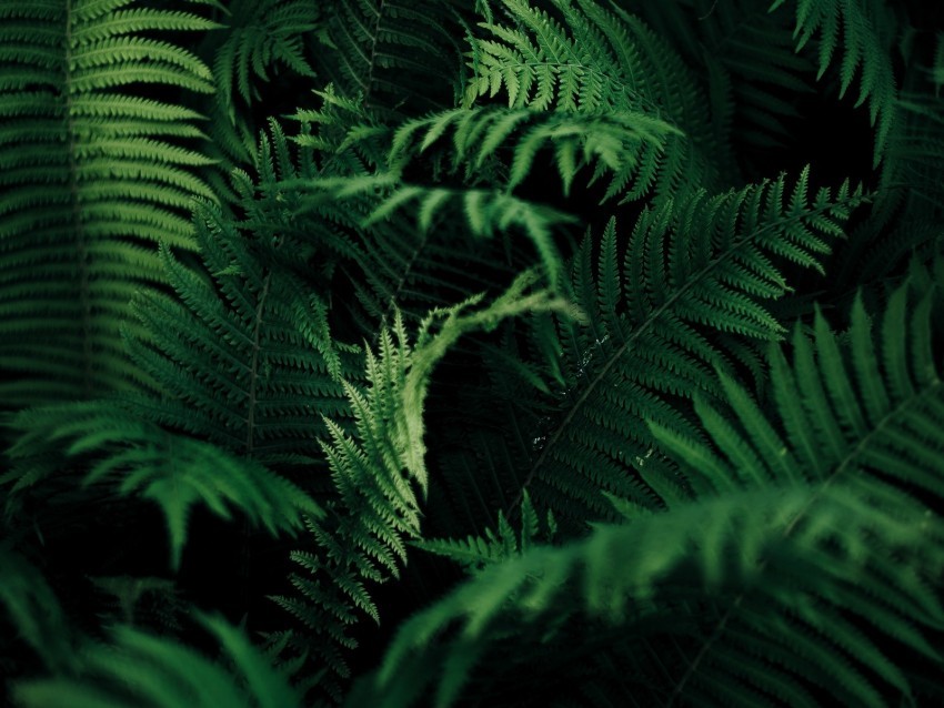 fern leaves green macro plant vegetation carved PNG graphics