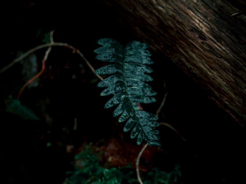 fern leaves green plant dark High-quality PNG images with transparency