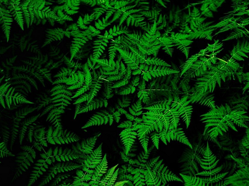 fern leaves green plant thick PNG images for advertising