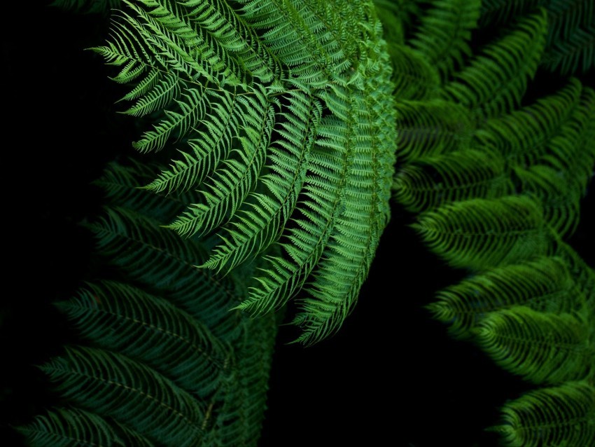 fern leaves green tropical exotic Transparent PNG images extensive gallery