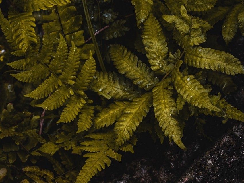 fern leaves wet green Transparent Background PNG Isolated Illustration