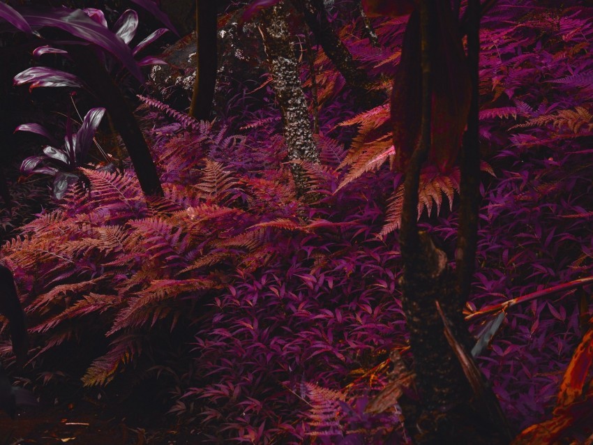 fern plants jungle tropical thick purple PNG graphics with clear alpha channel broad selection