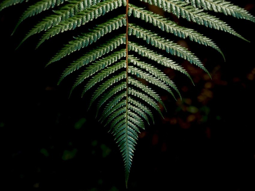 fern sheet carved green branch PNG with no background for free