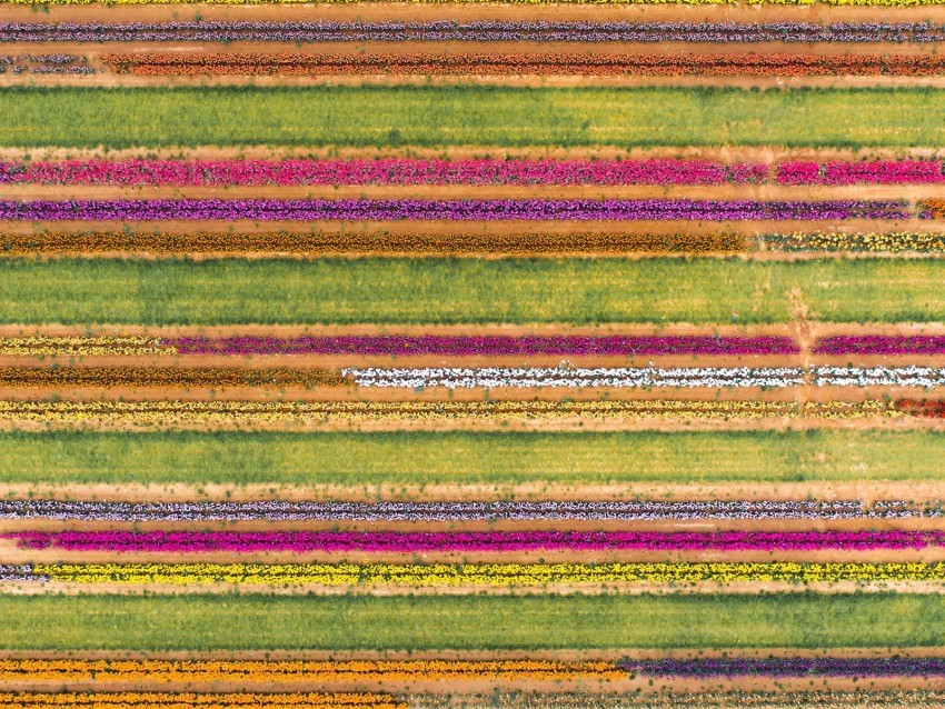 field aerial view colorful flowers lines PNG files with no backdrop required