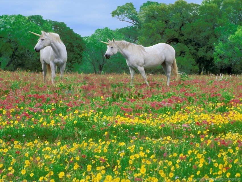 field flowers grass horses wallpaper Isolated Subject with Transparent PNG