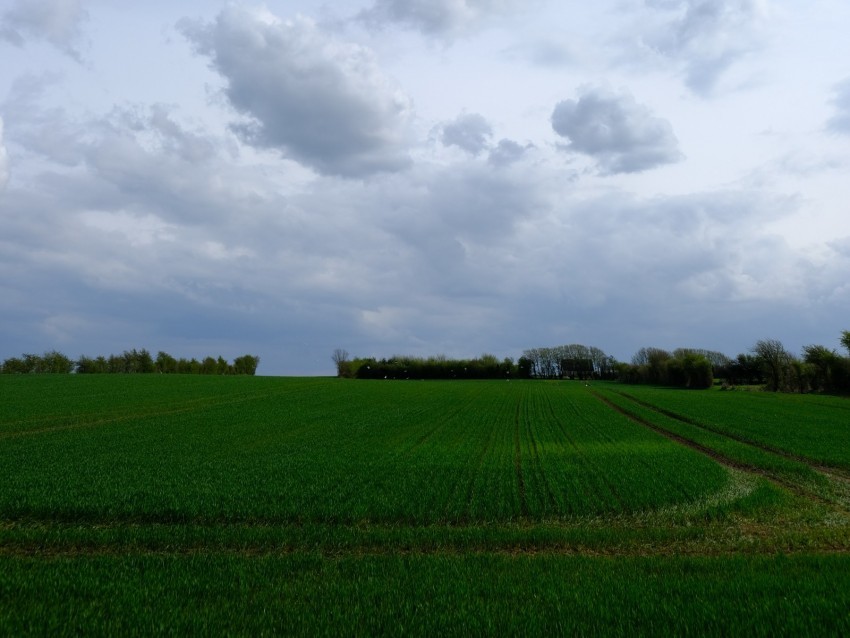 field grass horizon clouds CleanCut Background Isolated PNG Graphic