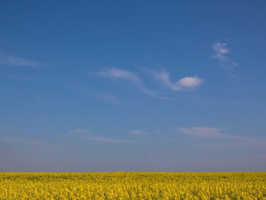 field horizon flowers sky yellow blue PNG files with no backdrop required