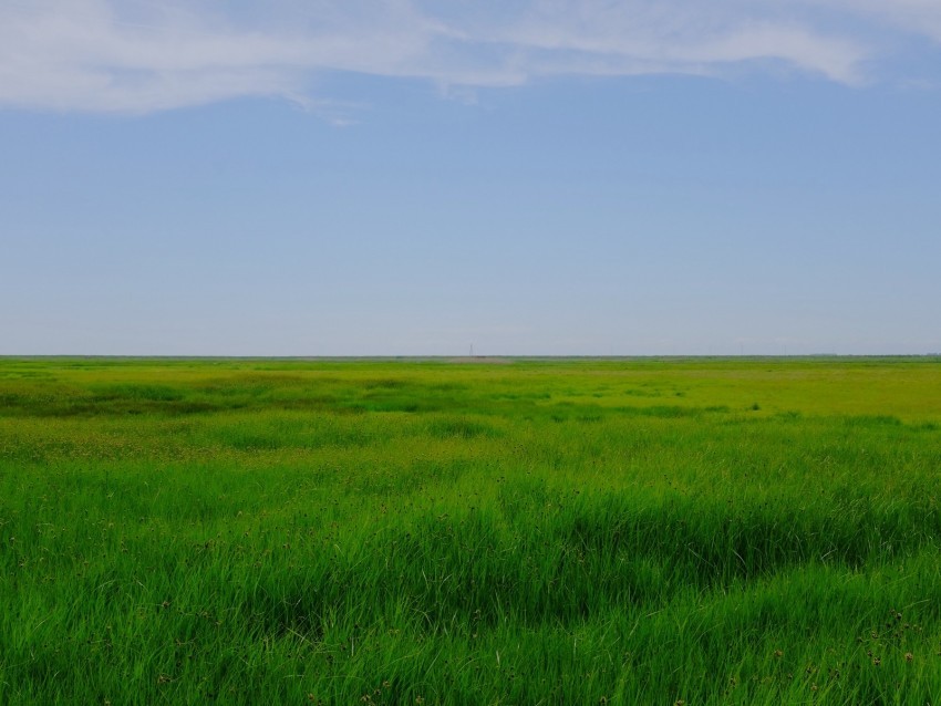field meadow grass horizon landscape Transparent PNG Object with Isolation