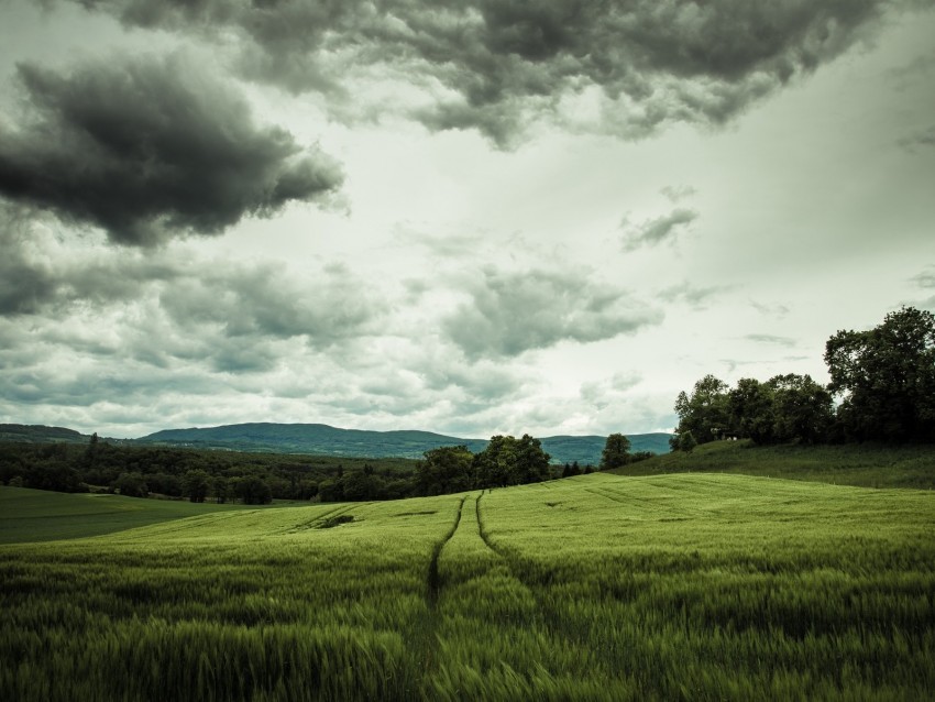 field rye landscape hills relief trees agriculture Transparent Background PNG Object Isolation