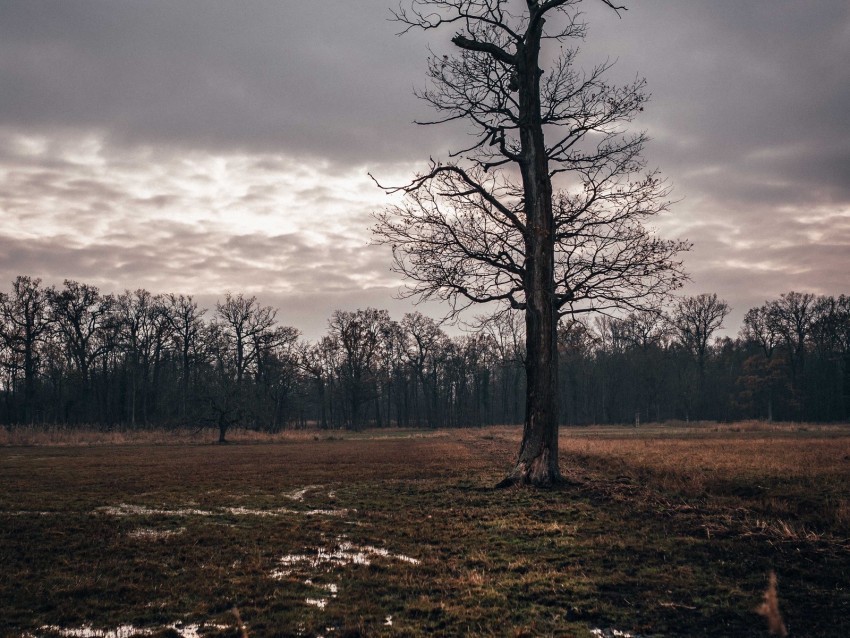 field tree autumn overcast twilight Clear Background PNG Isolation