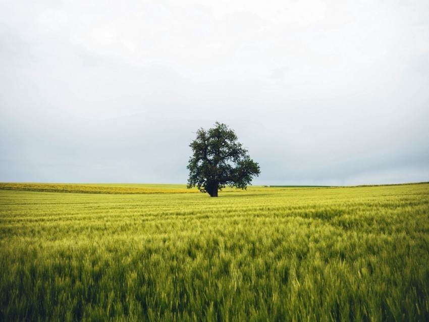 field tree lonely landscape nature Free PNG images with transparency collection