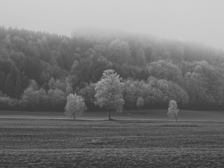 field trees bw frost ClearCut Background Isolated PNG Graphic Element