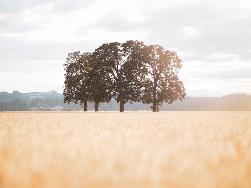 field trees landscape sunlight nature PNG images with no background essential