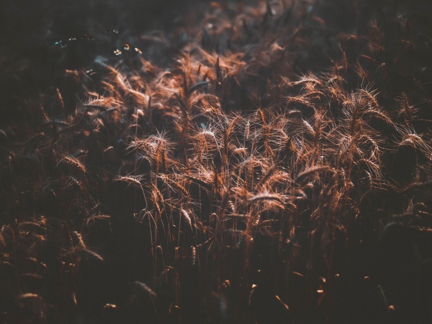 field wheat dark shadow spikelets Isolated Design Element in Transparent PNG