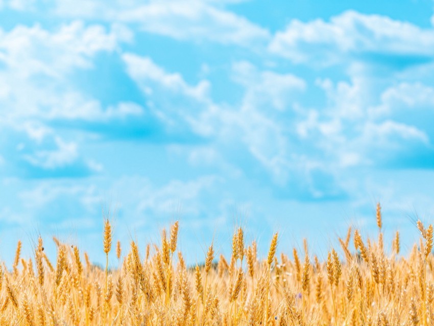 field wheat spikelets sky clouds Isolated Object with Transparent Background PNG