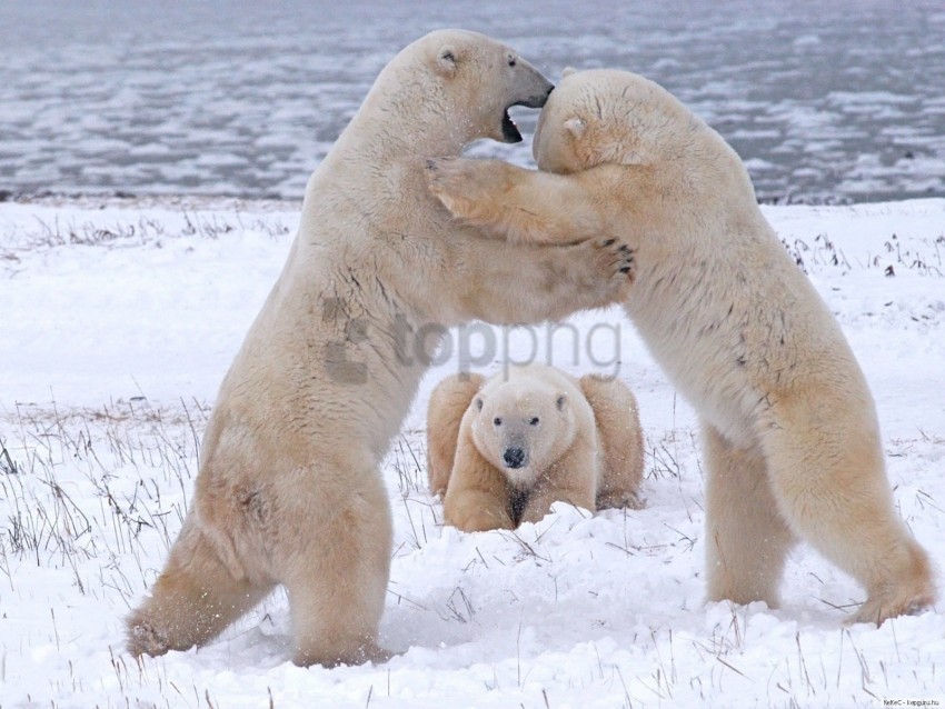 fight pack polar bears wallpaper HighQuality PNG with Transparent Isolation