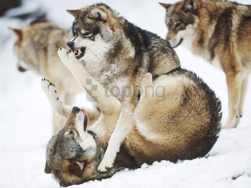 fight predators wolves wallpaper Transparent PNG Isolated Illustration