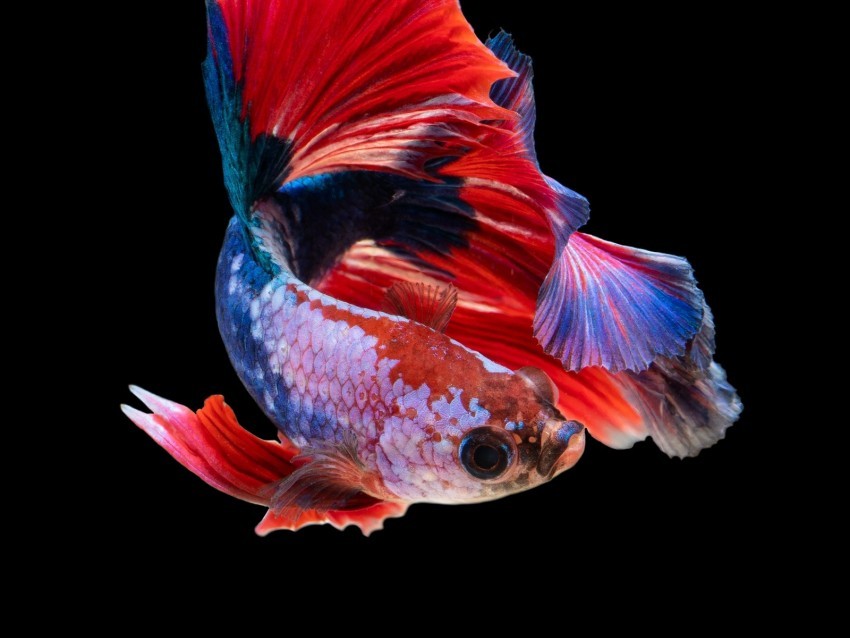 fish aquarium red dark PNG Image Isolated with Clear Background