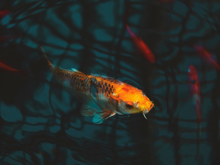 fish carp koi aquarium Transparent Background Isolated PNG Design