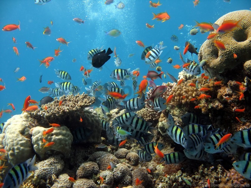 fish ocean underwater wallpaper Transparent background PNG artworks