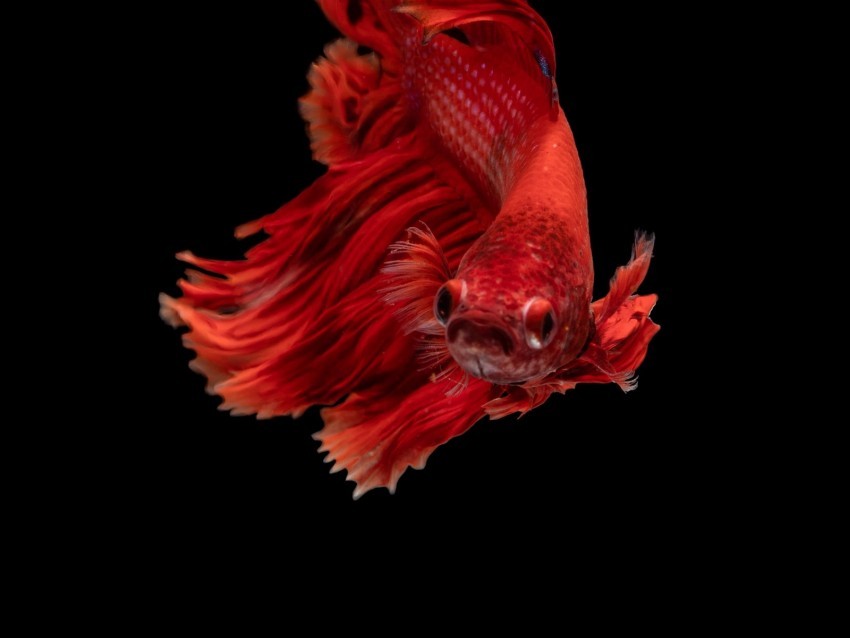 fish red underwater world aquarium Clear PNG image
