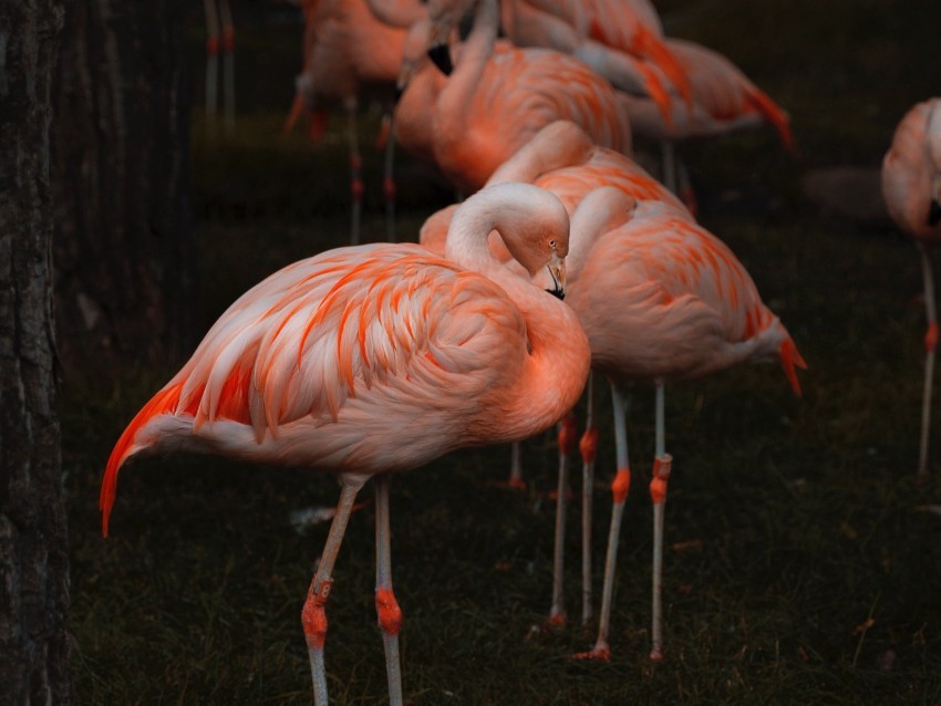 flamingo birds color feathers blur Transparent picture PNG 4k wallpaper