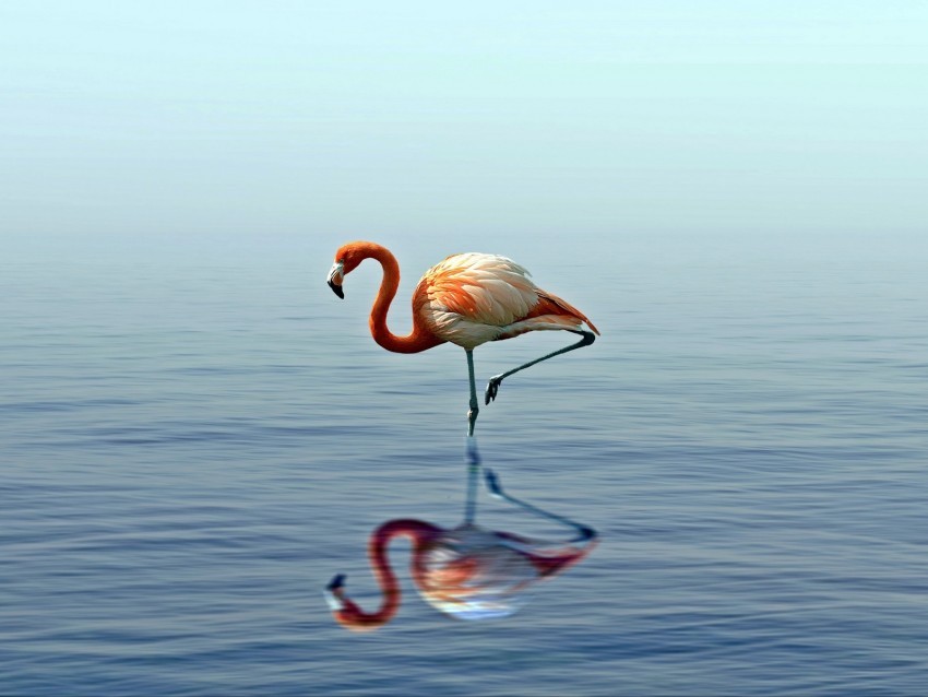 flamingo reflection lake water bird stands PNG with clear overlay