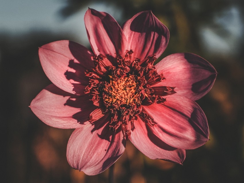 flower bloom petals closeup blur PNG for social media 4k wallpaper