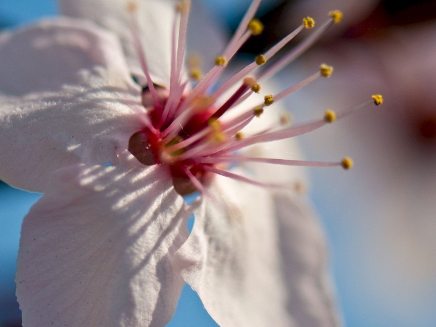 flower bloom spring macro closeup blur Transparent PNG pictures complete compilation 4k wallpaper