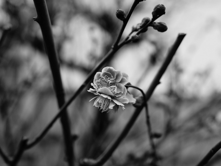flower blooming bw blur branch PNG transparent graphics for projects